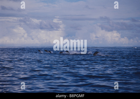 SPINNER DOLPHIN, MALDIVES Banque D'Images