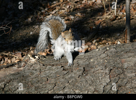 L'écureuil gris dans Central Park à New York Banque D'Images