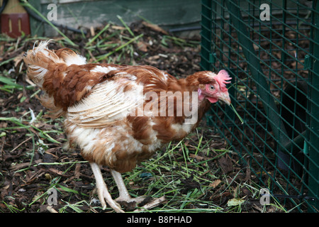 L'ex-poule de batterie jouissant de la liberté d'un jardin Banque D'Images