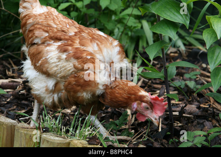 L'ex-poule de batterie jouissant de la liberté d'un jardin Banque D'Images