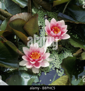 Deux fleurs de lis d'eau de rose le Nymphæa Escarboucle en fleurs sur le canal à Bodnant Garden Banque D'Images
