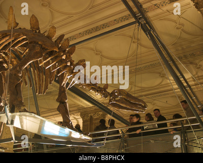 Les visiteurs de marcher au-delà d'un Stegosaurus squelette dans l'histoire naturelle de Londres UK Banque D'Images