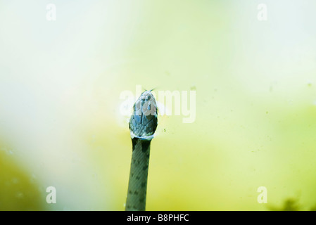 Couleuvre d'eau poussant tête hors de l'eau Banque D'Images