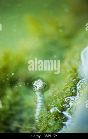 Couleuvre d'eau, de l'eau Banque D'Images
