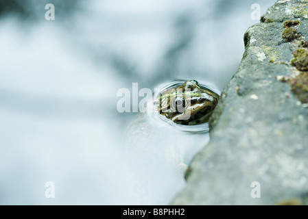 Crapaud calamite, tête de l'eau flottant Banque D'Images