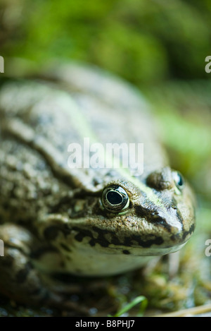 Crapaud calamite, close-up Banque D'Images