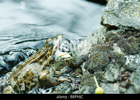 Manger du crapaud calamite Banque D'Images