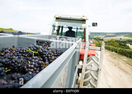 France, Champagne-Ardenne, Aube, des raisins dans les grandes corbeilles étant tiré par le tracteur Banque D'Images