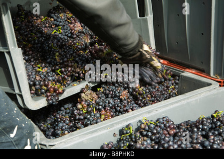 Le transfert des travailleurs de raisins pour les grandes corbeilles, cropped Banque D'Images