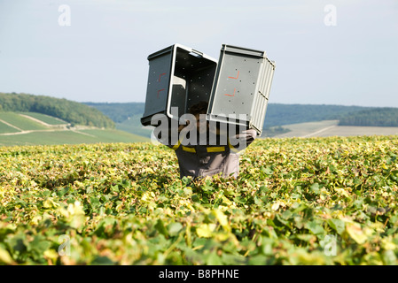 France, Champagne-Ardenne, Aube, homme portant des bacs en plastique à travers vineyard Banque D'Images