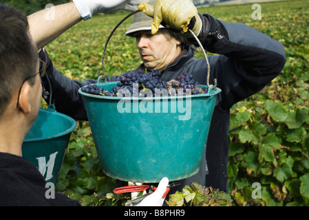 France, Champagne-Ardenne, Aube, travailleurs en possession des seaux de raisins de vigne Banque D'Images