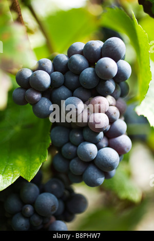 Les raisins noirs qui poussent sur la vigne Banque D'Images