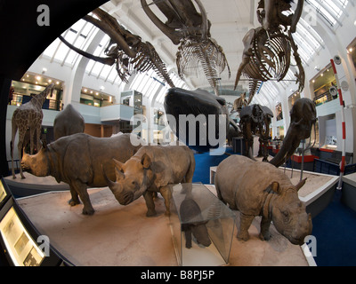 Hall d'exposition avec des grands mammifères du Natural History Museum de Londres UK Banque D'Images