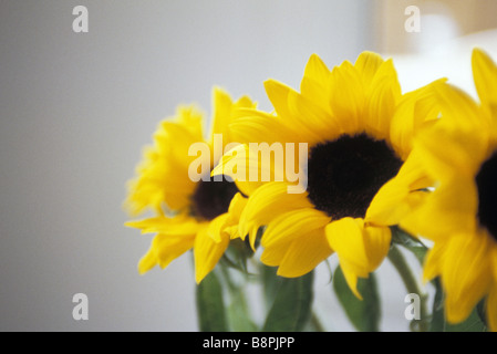 Le tournesol, close-up Banque D'Images