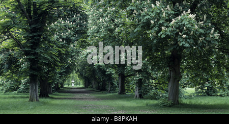 Avenue croix avec les marronniers en fleurs à l'abbaye d'Anglesey une urne en pierre sur un piédestal peut être vu dans l'arrière-plan Banque D'Images