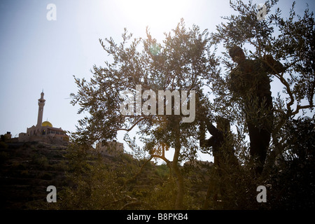 La récolte d'olive, Djénine, en Cisjordanie, en Palestine Banque D'Images