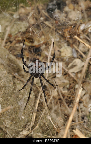 Veuve noire d'Europe, le sud de la Méditerranée, de veuve noire, veuve noire araignée malmignatte, karakurt (Latrodectus tredecimguttat Banque D'Images