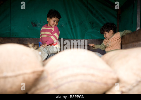 La récolte d'olive, Djénine, en Cisjordanie, en Palestine Banque D'Images