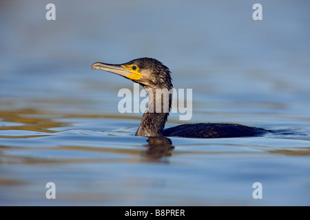 Cormoran Phalacrocorax carbo close up Banque D'Images