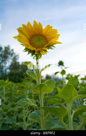 Tournesol unique Banque D'Images