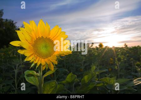 Gros plan d'une photo d'un seul tournesol Banque D'Images