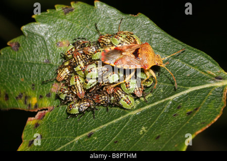 Bug Parent Elasmucha grisea Pentatomidae garde ses bébés sur birch UK Banque D'Images