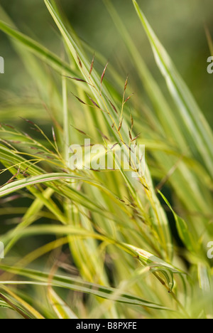 HAKONECHLOA MACRA AUREOLA Banque D'Images