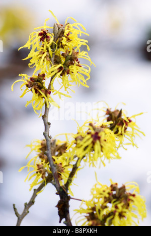 HAMAMELIS MOLLIS HAMAMÉLIS Banque D'Images