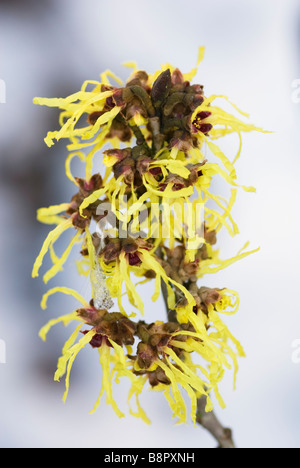 HAMAMELIS MOLLIS HAMAMÉLIS Banque D'Images
