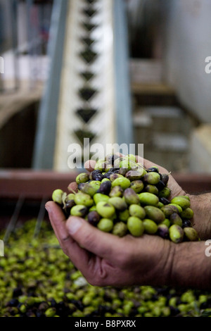 La transformation des olives lors de la récolte des olives, Cisjordanie, Territoires Palestiniens Banque D'Images