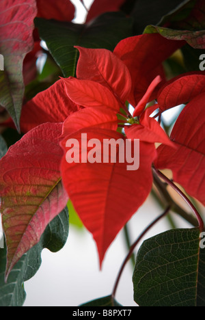 EUPHORBIA PULCHERRIMA POINSETTIA Banque D'Images