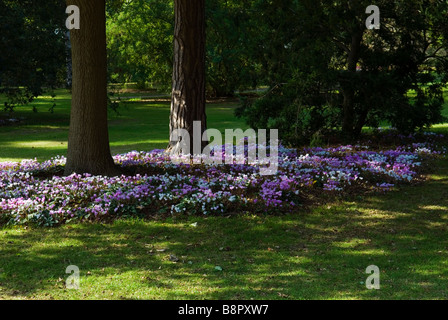 CYCLAMEN HEDERIFOLIUM CYCLAMEN HARDY CYCLAMEN à feuilles de lierre plantés à la base du Pin sylvestre Pinus sylvestris Banque D'Images