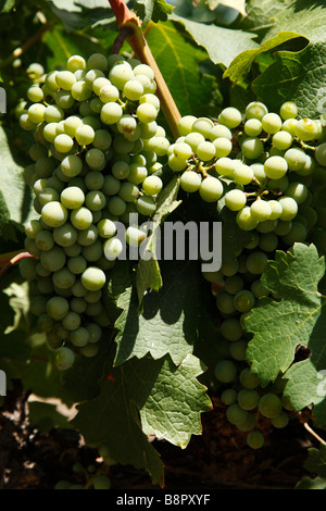 Grapes growing sur une vigne dans la vallée viticole de Robertson western cape afrique du sud Banque D'Images