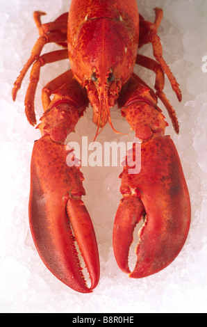 Homard sur glace pilée. Banque D'Images