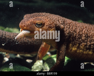 Triton rugueux Taricha granulosa mange un ver originaire de Santa Cruz Mountains California USA Banque D'Images