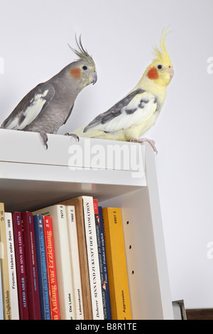 (Nymphicus hollandicus cockatiel), deux individus assis sur une étagère Banque D'Images