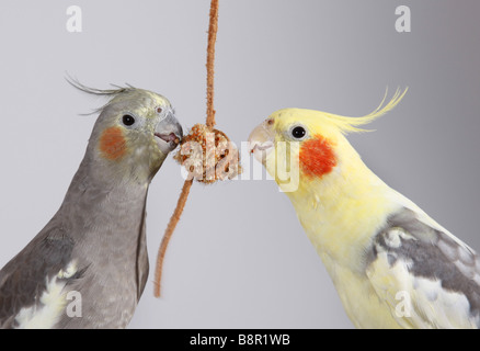 (Nymphicus hollandicus cockatiel), deux personnes de manger les aliments pour animaux Banque D'Images