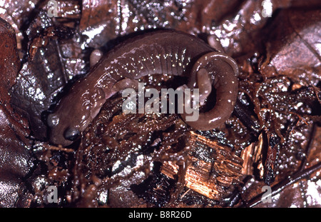 Aneides lugubris salamandre arboricole dans le jardin de San Francisco Californie Banque D'Images