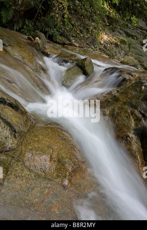Cascade de Commonwealth Forest Park, Rawang, Malaisie Banque D'Images