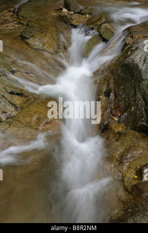 Cascade de Commonwealth Forest Park, Rawang, Malaisie Banque D'Images