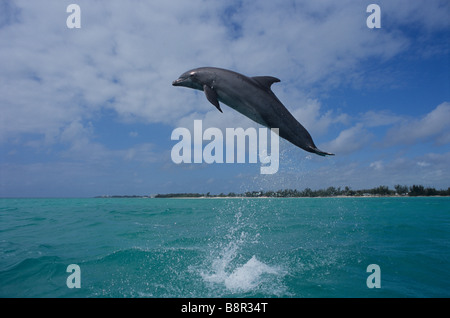 Grand dauphin, Grand Bahama, MER DES CARAÏBES Banque D'Images