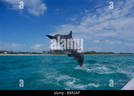 Grand dauphin, Grand Bahama, MER DES CARAÏBES Banque D'Images