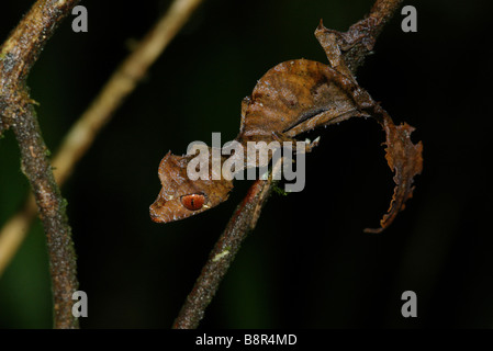 Fantastique juvénile gecko à queue de feuille (Uroplatus phantasticus) dans la nuit dans le Parc National de Ranomafana, Madagascar. Banque D'Images