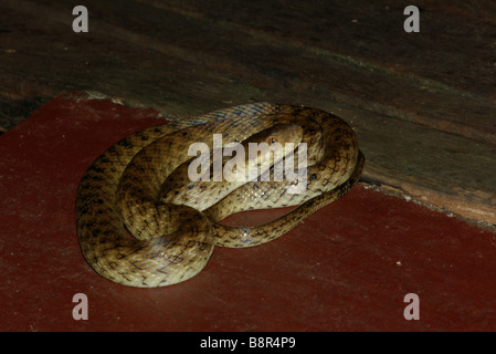 Aux yeux de chat malgache Madagascarophis colubrinus (serpent) sur pont lodge à Maroantsetra, Madagascar. Banque D'Images