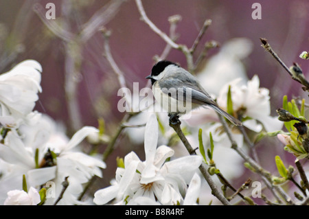 Carolina Chickadee perché dans Blooming Star Magnolia Bush dans l'Indiana Banque D'Images