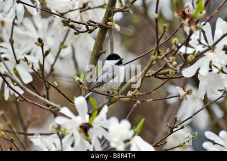 Carolina Chickadee perché dans Blooming Star Magnolia arbuste dans l'Indiana Banque D'Images