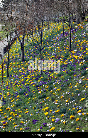 Les semis de massés sur CROCUS BANQUE SUD Princes Street Gardens Centre d'Édimbourg en Écosse fin février Banque D'Images