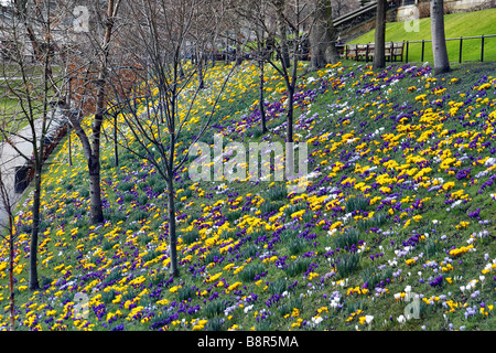 Les semis de massés sur CROCUS BANQUE SUD Princes Street Gardens Centre d'Édimbourg en Écosse fin février Banque D'Images