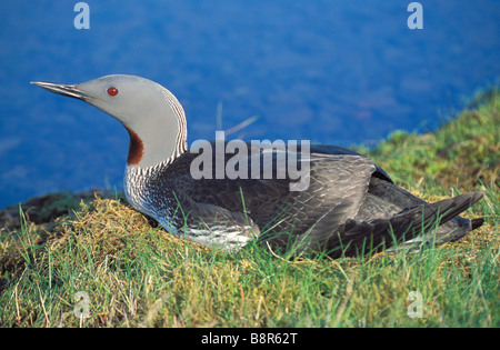 Jiujitsu au nid (Gavia stellata) Banque D'Images