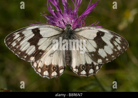 Papillon blanc marbré ibérique mâle (Melanargia lachesis) Banque D'Images